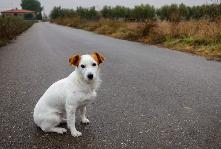 Cani abbandonati, cosa dice il nuovo Codice della Strada